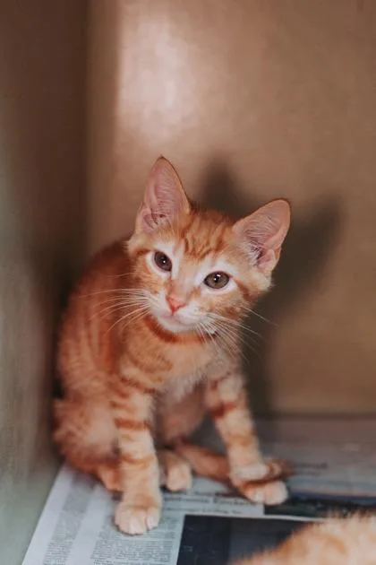 A young small-sized male Domestic Short Hair cat named a Charlie for adoption in North Charleston, SC