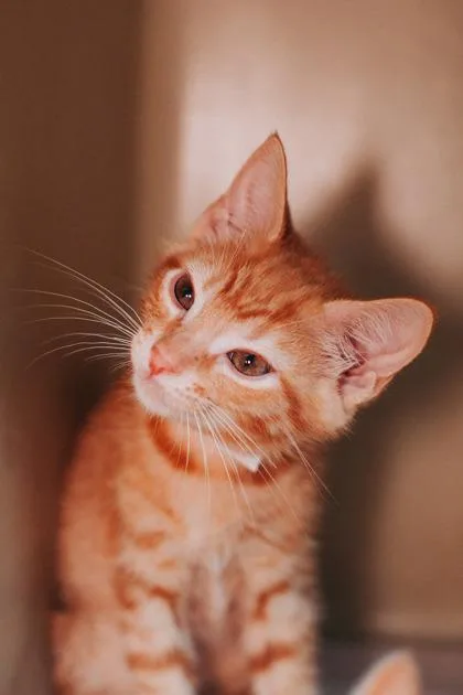 a Charlie thumbnail 3