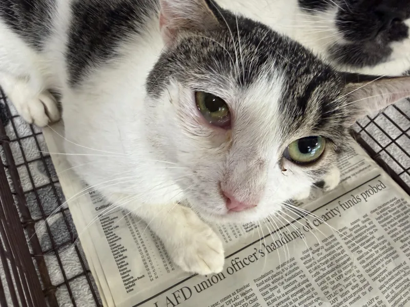 An adult large-sized male Domestic Short Hair cat named Rocky for adoption in San Pedro, CA