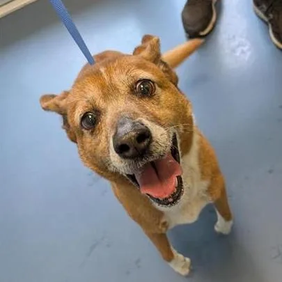 A senior medium-sized male Brown / Chocolate Labrador Retriever dog named Collins for adoption in Greensboro, NC
