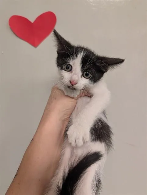 A baby small-sized female Domestic Short Hair cat named Rowena for adoption in Ontario, CA