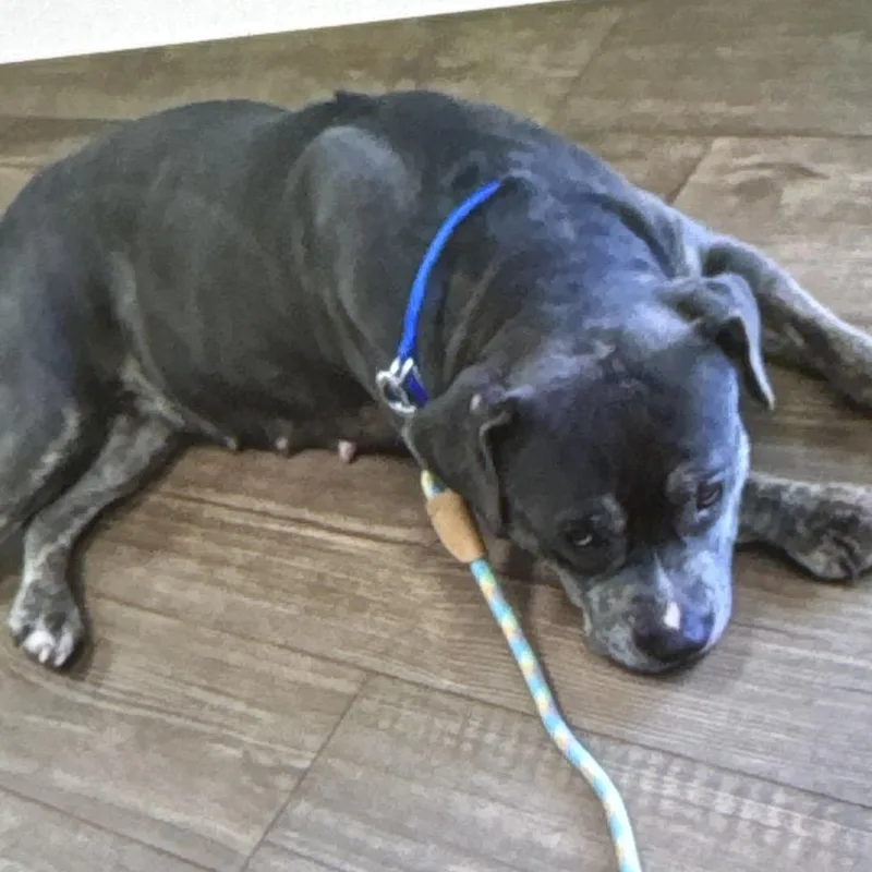 An adult medium-sized female Gray / Blue / Silver Mixed Breed dog named Queen for adoption in Winston-Salem, NC