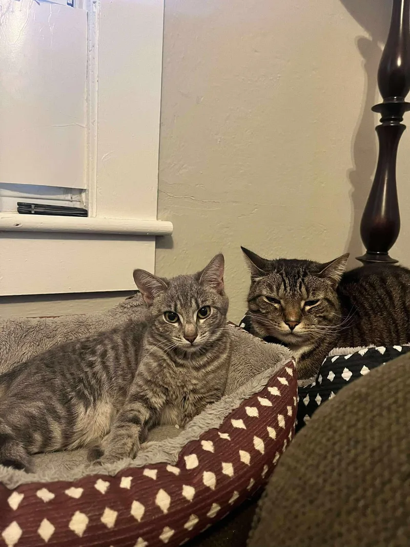A young medium-sized female Domestic Short Hair cat named Green Bean for adoption in Clyde, NC