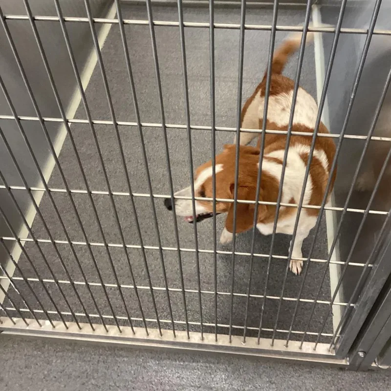 A senior medium-sized male White / Cream Beagle dog named Buddy for adoption in Montgomery, AL