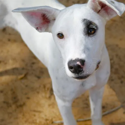 A young medium-sized female White / Cream Labrador Retriever dog named Mitzi for adoption in Hopkinton, MA