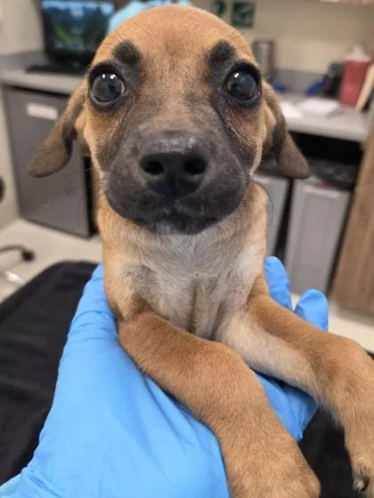 A baby small-sized female Black Mouth Cur dog named Mabel for adoption in Honolulu, HI