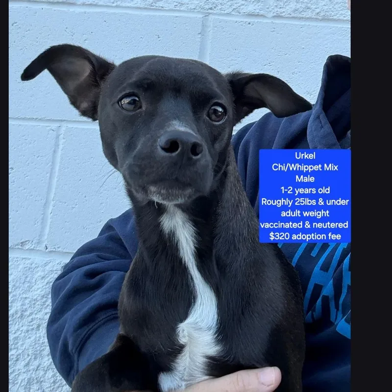 A young small-sized male Chihuahua dog named Urkel for adoption in Oviedo, FL