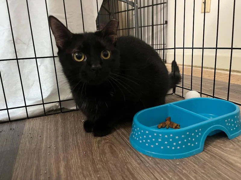 An adult medium-sized female Black Domestic Short Hair cat named Dotty for adoption in Williamsburg, VA