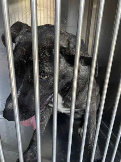 A young large-sized female Mixed Breed dog named Janie for adoption in Dallas, TX
