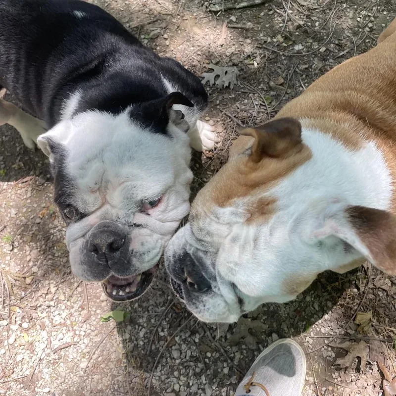 An adult medium-sized female Black English Bulldog dog named Magnolia for adoption in Branson, MO