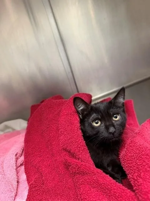 A baby small-sized male Domestic Short Hair cat named Neko for adoption in Santa Maria, CA