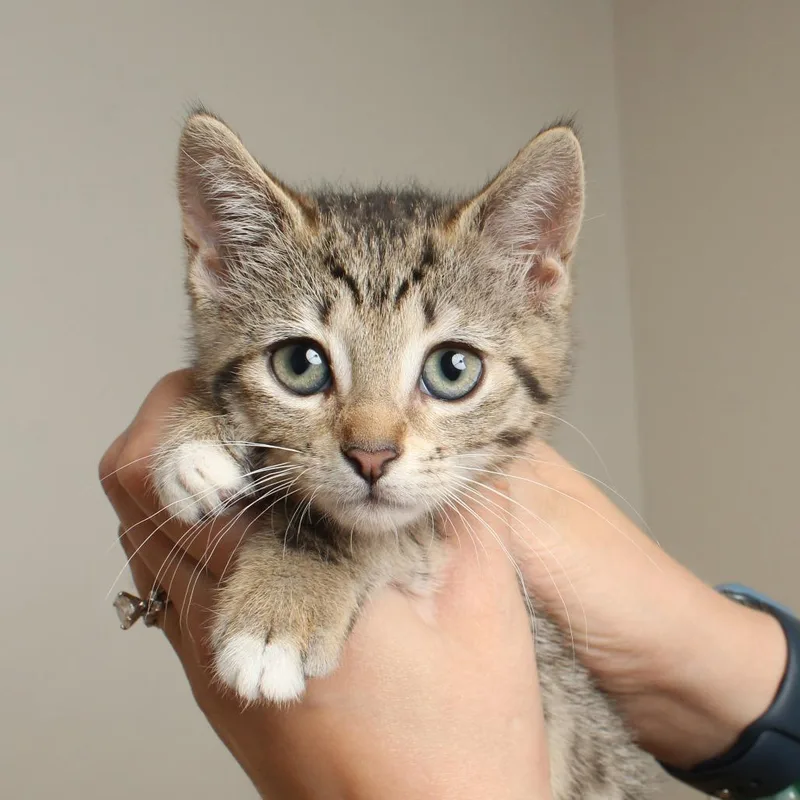 A baby small-sized female Brown / Chocolate Domestic Short Hair cat named Sugar C for adoption in Minnetonka, MN
