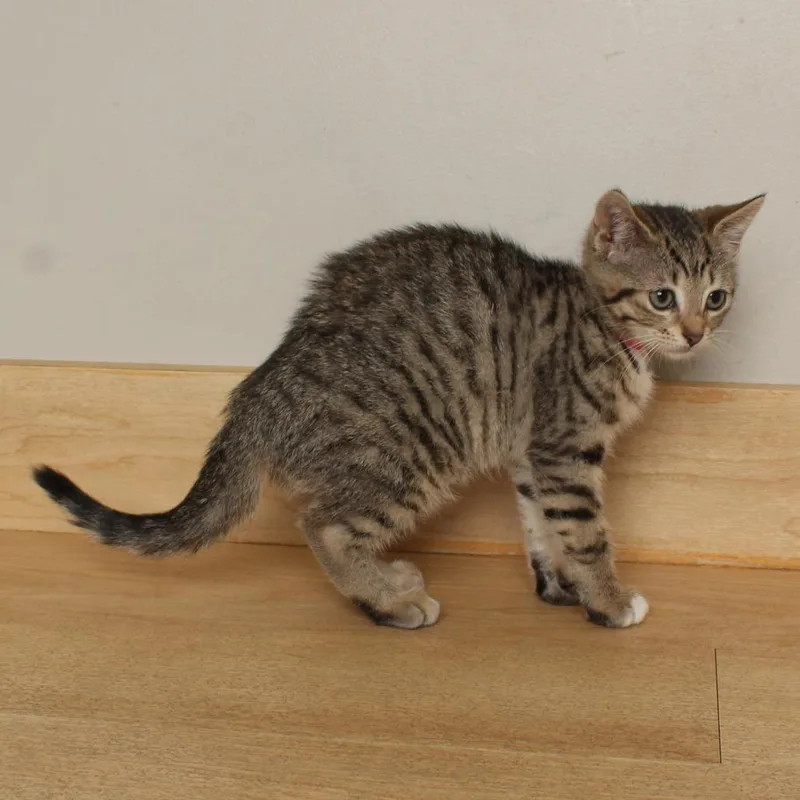 Sugar C thumbnail 2