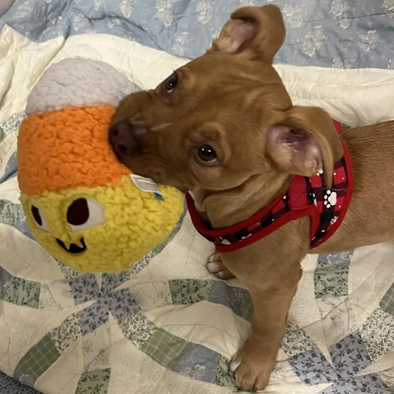 Angel Soft thumbnail 2