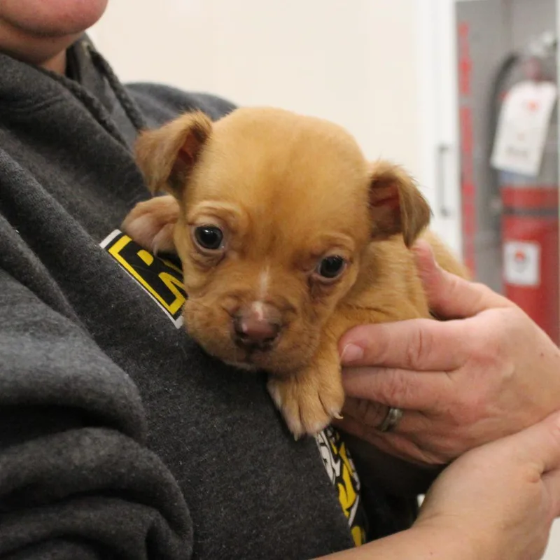 Angel Soft thumbnail 3