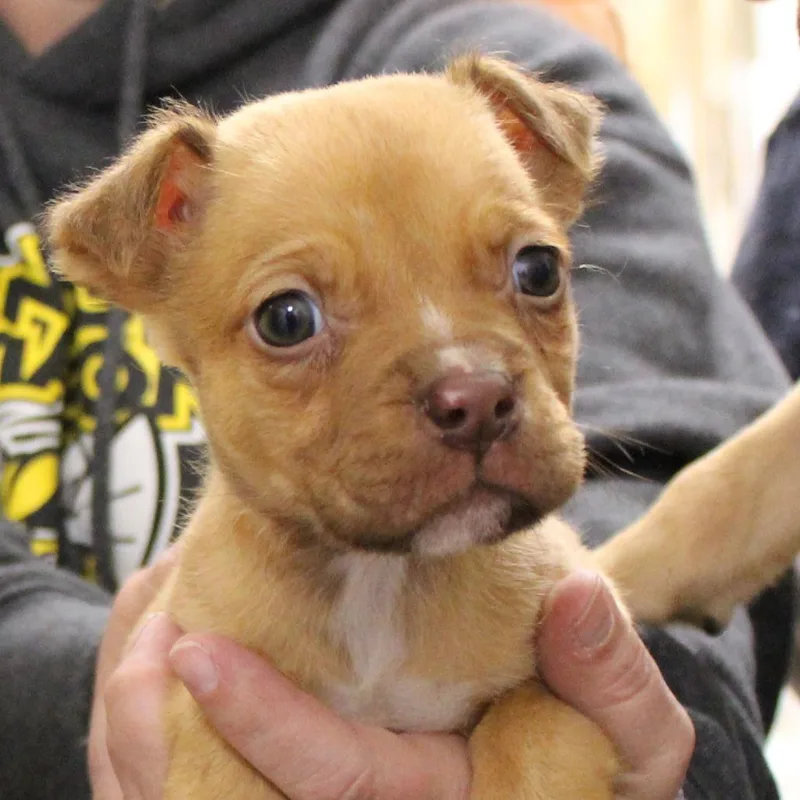 Angel Soft thumbnail 4