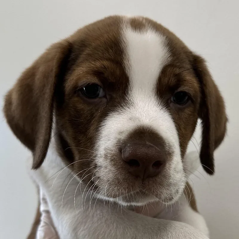 A baby small-sized male Brown / Chocolate Mixed Breed dog named Charleston for adoption in Middletown, RI