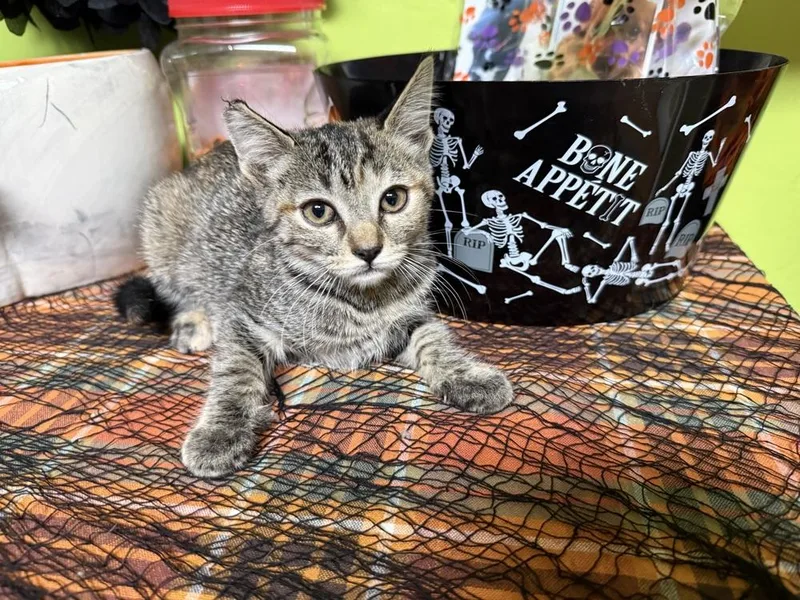 A baby small-sized female Gray / Blue / Silver Domestic Short Hair cat named Pepper for adoption in Beaumont, CA