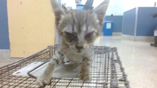 A baby small-sized female Domestic Short Hair cat named Minnie for adoption in Miami, FL