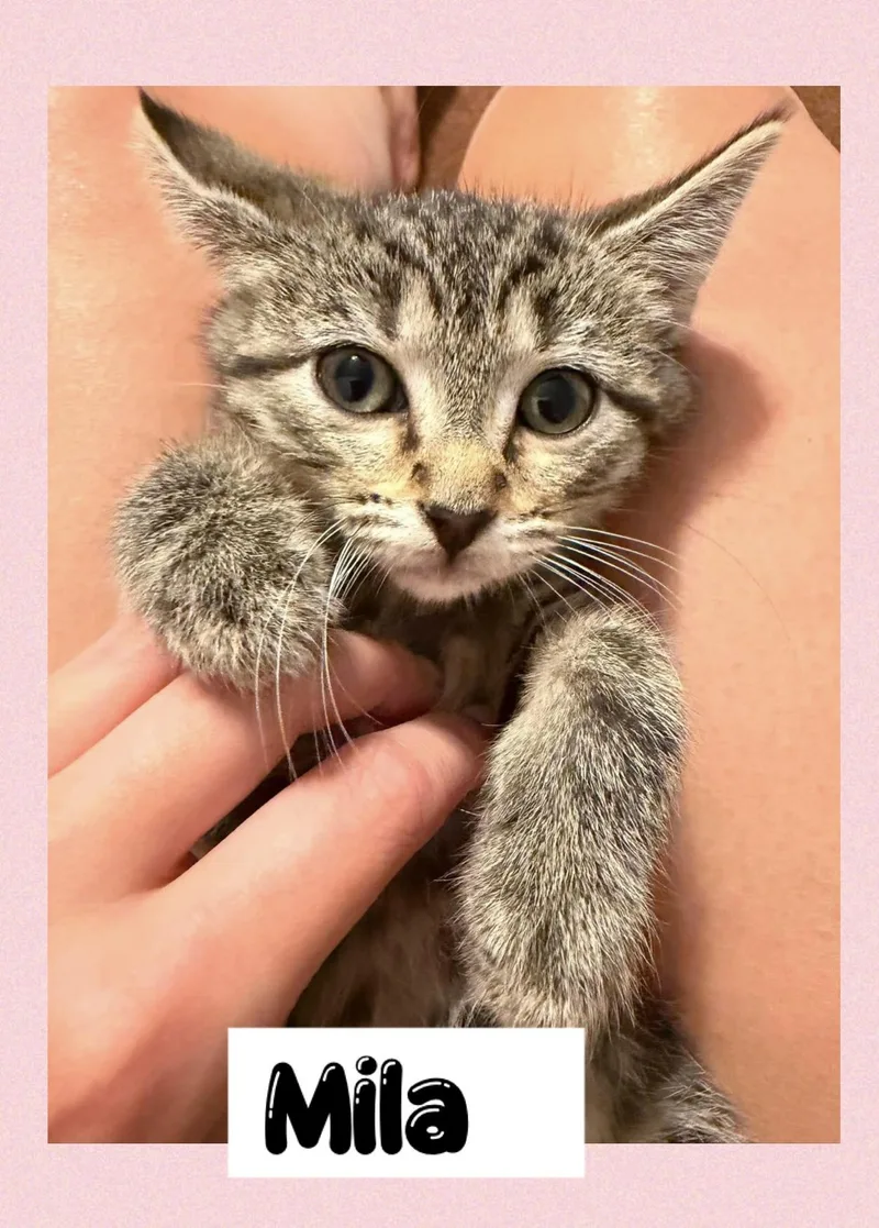 A young medium-sized female Tabby (Brown / Chocolate) Domestic Short Hair cat named Mila for adoption in Newton Falls, OH