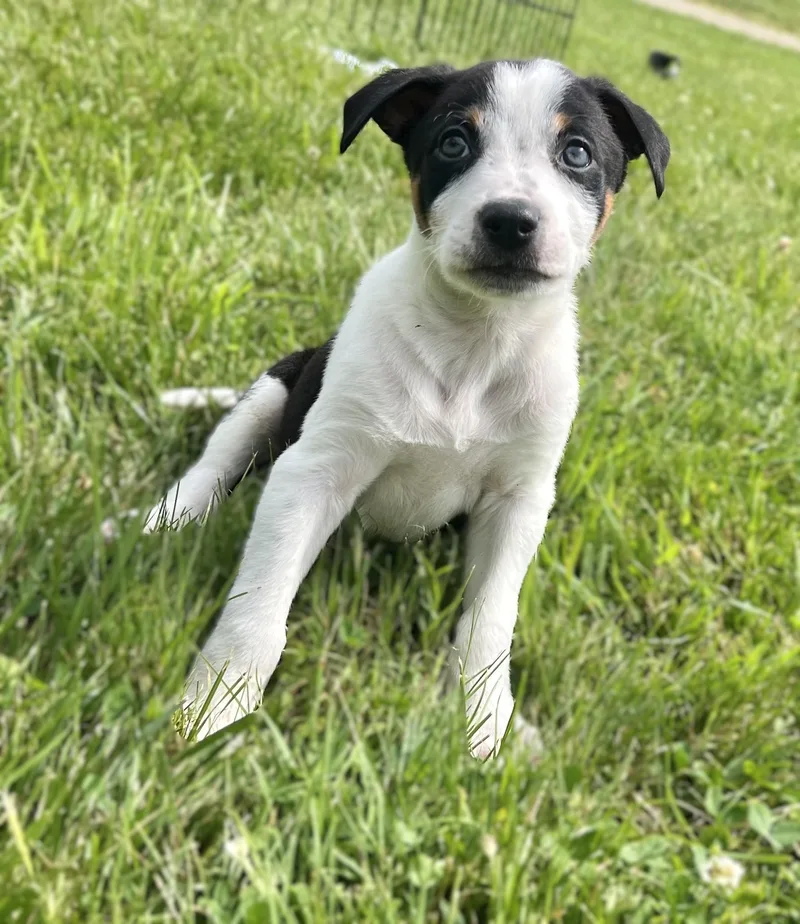 Remus