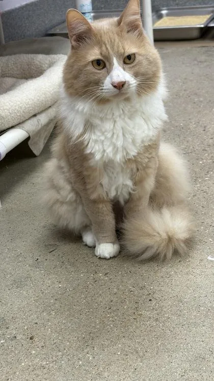 An adult small-sized male Domestic Short Hair cat named Arthur for adoption in Madison, NJ