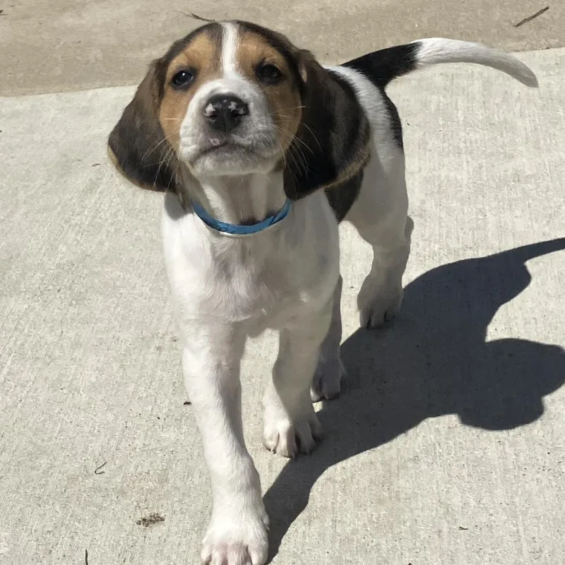 Lord John Sterling thumbnail 2