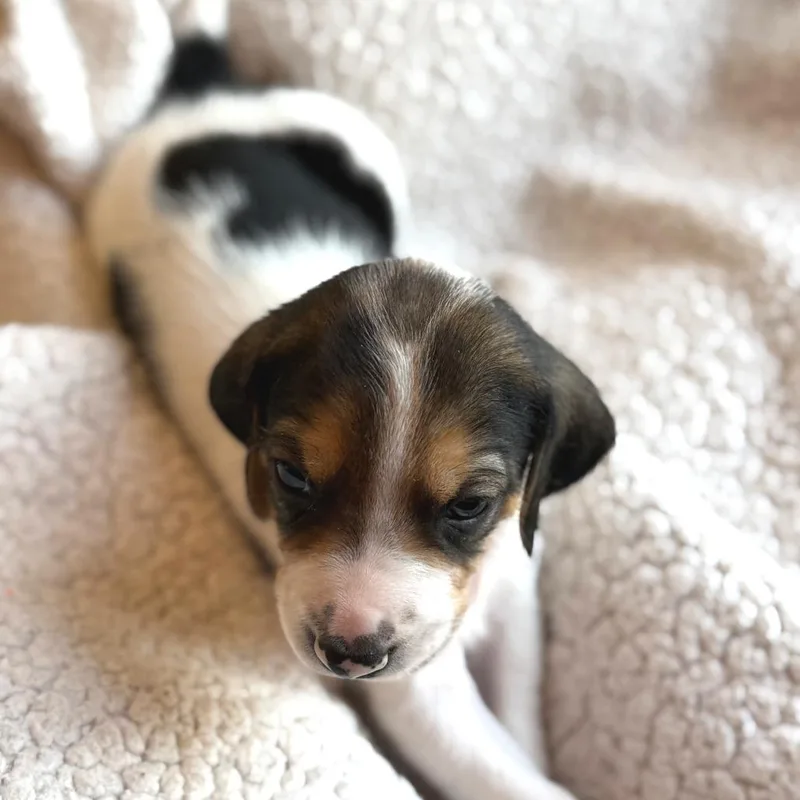 Lord John Sterling thumbnail 3