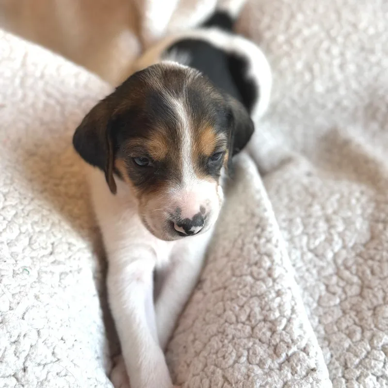 Lord John Sterling thumbnail 4