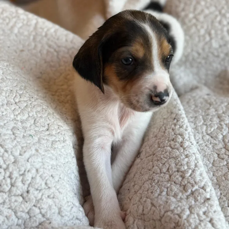 Lord John Sterling thumbnail 5