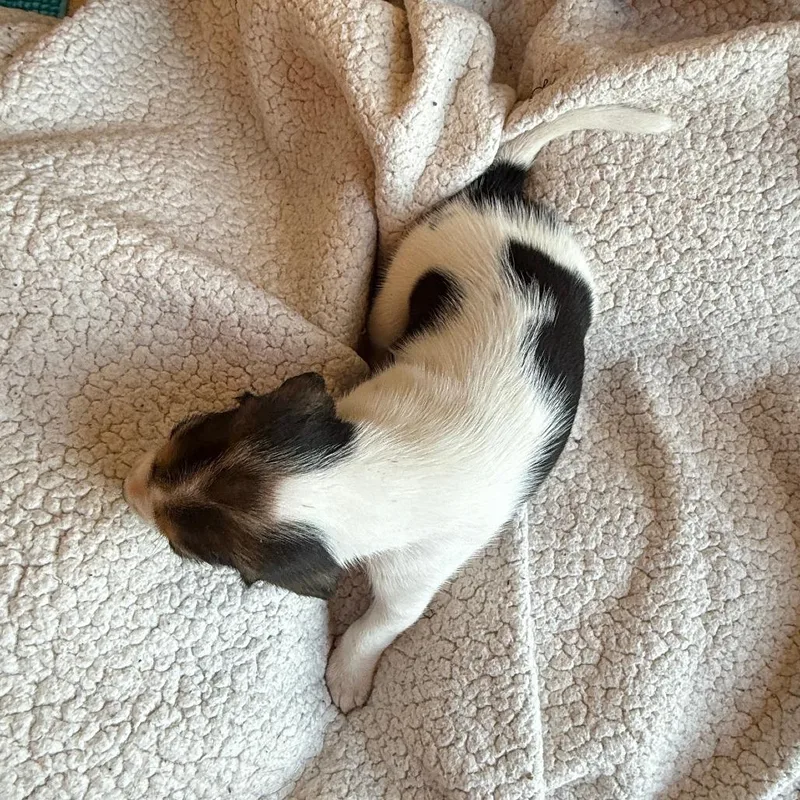 Lord John Sterling thumbnail 6