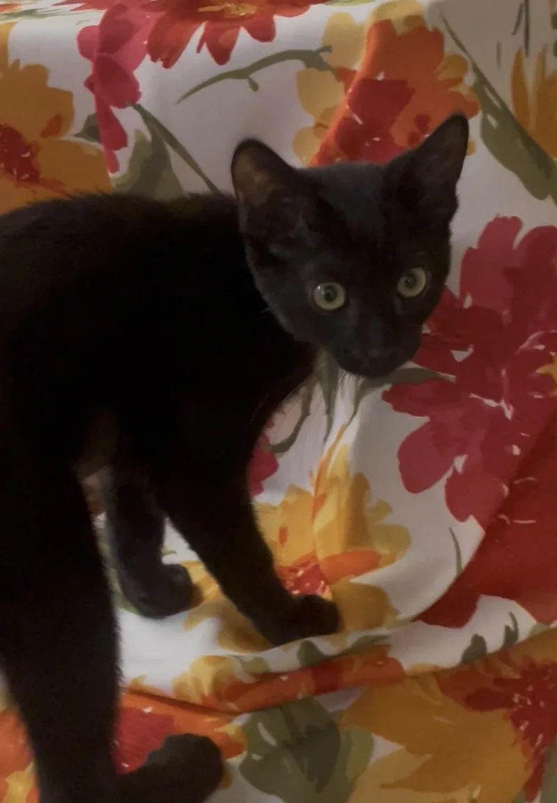 A baby medium-sized female Black Domestic Short Hair cat named Dixie for adoption in Petaluma, CA