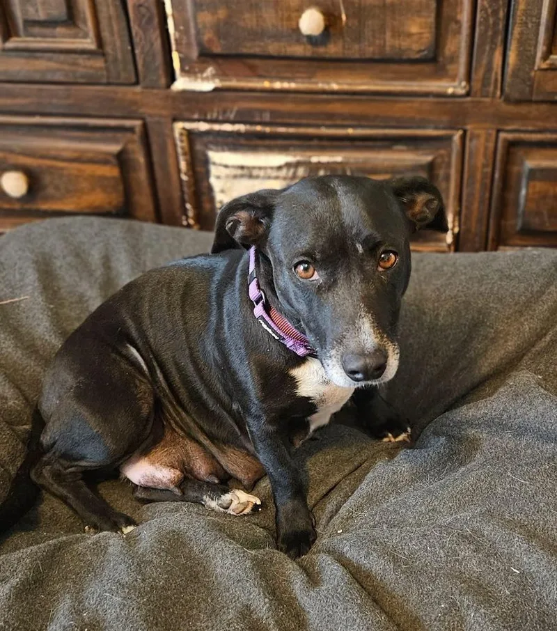 Penelope