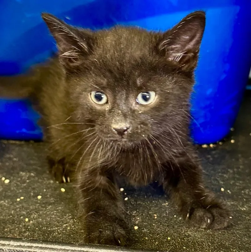 A baby medium-sized male Domestic Medium Hair cat named Pepper for adoption in Saginaw, MI