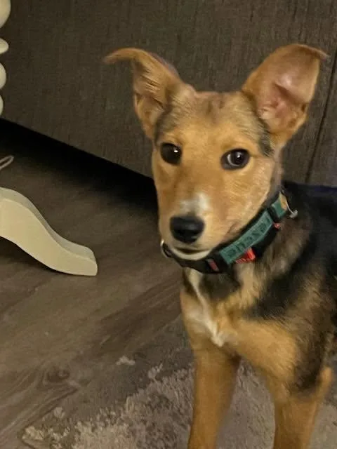 A young medium-sized female Bicolor Collie dog named Lassie for adoption in Riverdale, NJ