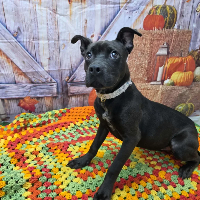An adult medium-sized female Black Pit Bull Terrier dog named Bea for adoption in Statesboro, GA