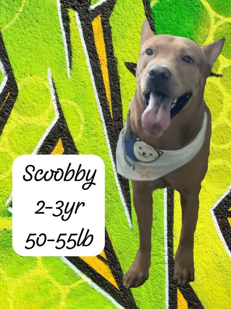 Scooby thumbnail 3