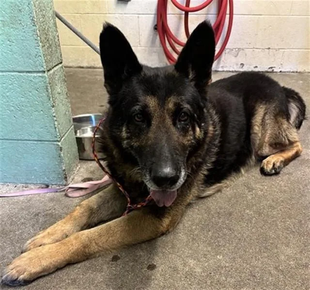 An adult large-sized male German Shepherd Dog dog named Ranger for adoption in Sacramento, CA