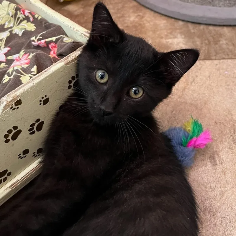 A baby medium-sized female Domestic Short Hair cat named Jolene for adoption in Saint Marys, WV