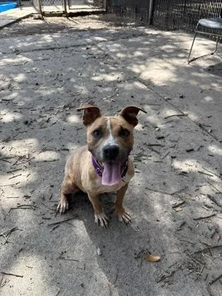An adult small-sized female American Staffordshire Terrier dog named a Hayung for adoption in North Charleston, SC