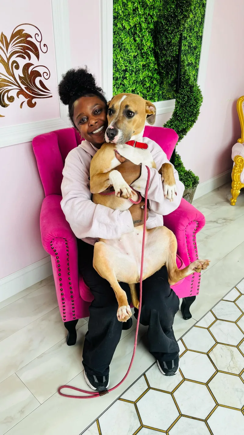 An adult medium-sized female Boxer dog named Brioche for adoption in O'Fallon, MO