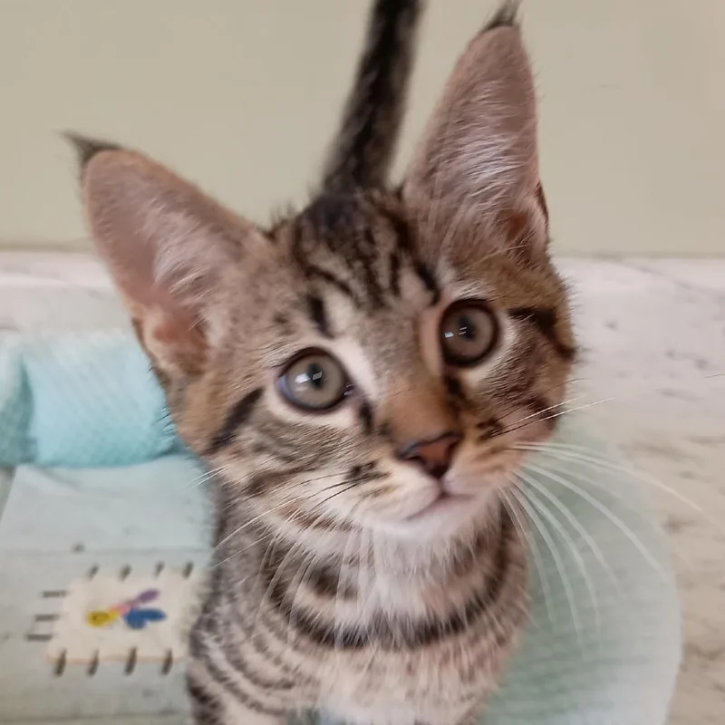 A baby small-sized female Brown / Chocolate Domestic Medium Hair cat named Somers for adoption in Delaware, OH