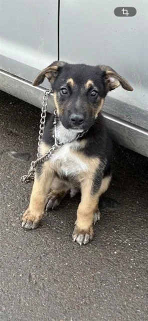 A baby small-sized male German Shepherd Dog dog named Anchor for adoption in Stockton, CA