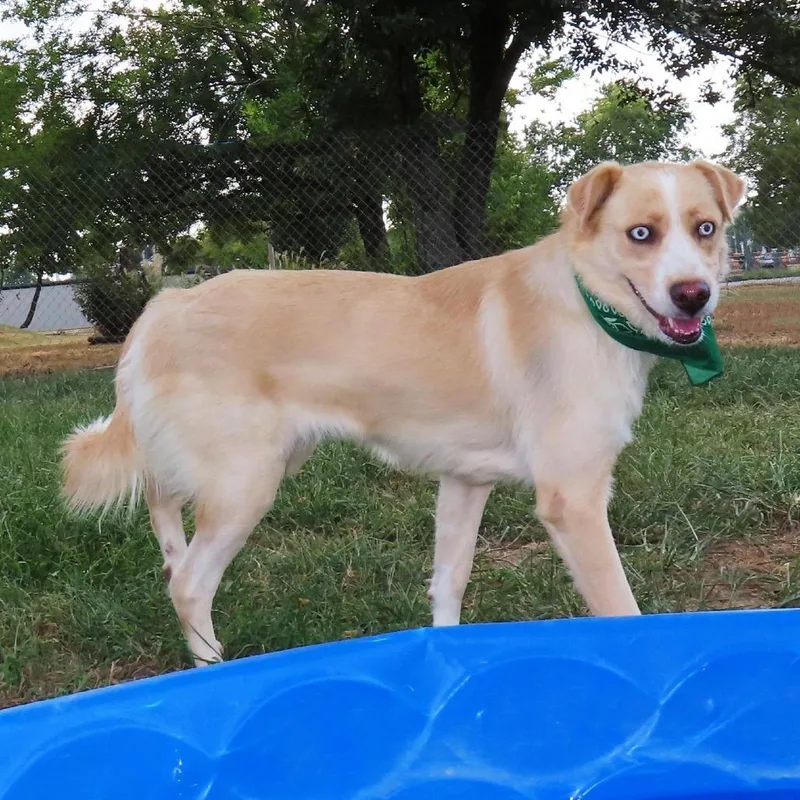 A young medium-sized female Yellow / Tan / Blond / Fawn Mixed Breed dog named Alice for adoption in Buffalo, MN