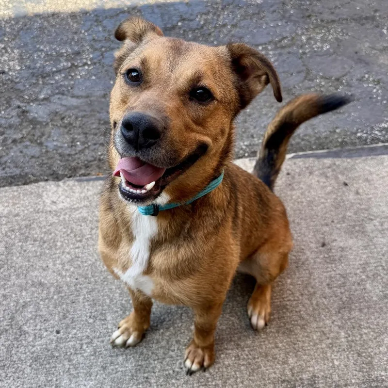 An adult medium-sized male Brown / Chocolate Shepherd dog named Eddie for adoption in Middleburg Heights , OH