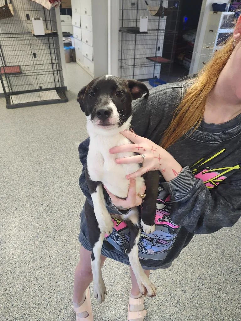 A baby medium-sized female Pit Bull Terrier dog named Kourtney  Puppy for adoption in Athens, AL