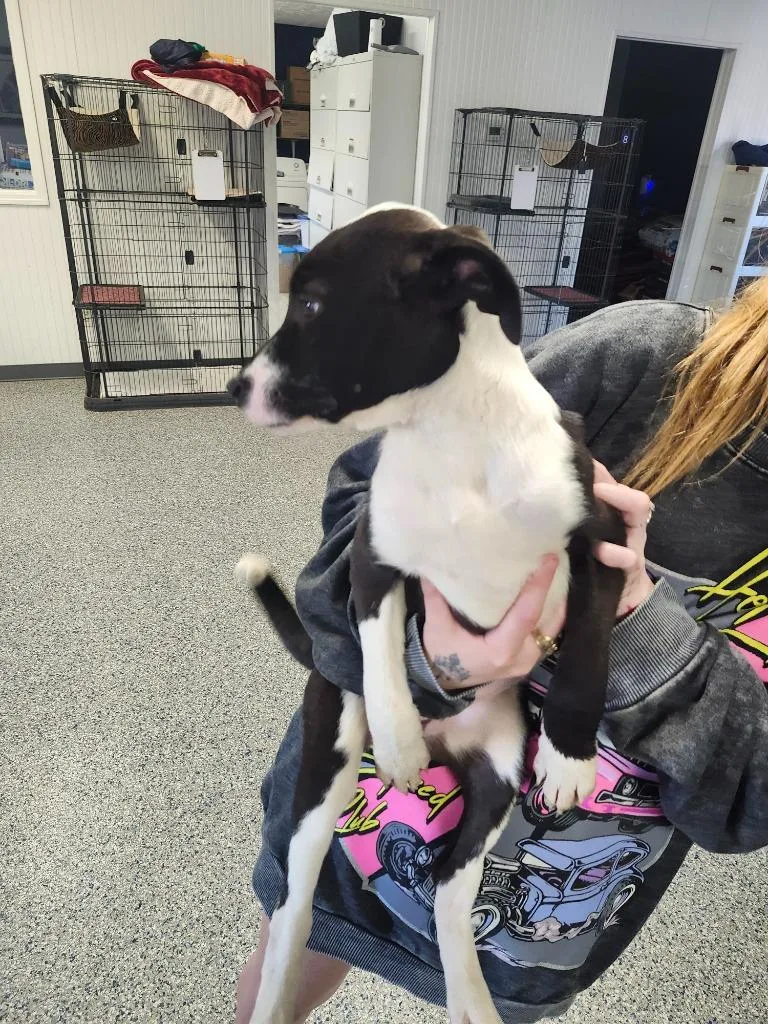 Kourtney  Puppy thumbnail 4