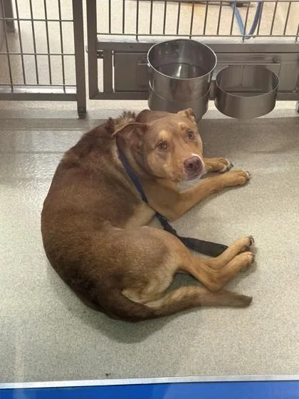 An adult large-sized male Pit Bull Terrier dog named Monte for adoption in North Richland Hills, TX