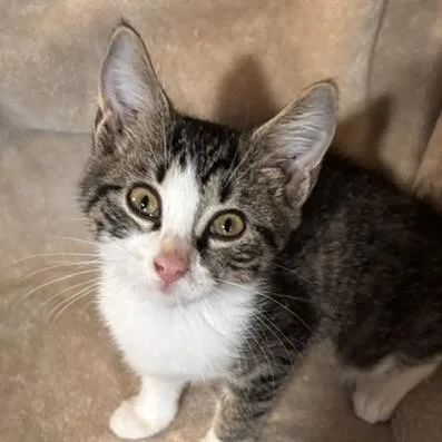 A baby small-sized female Tabby (Leopard / Spotted) Domestic Short Hair cat named Paloma for adoption in Knoxville, TN