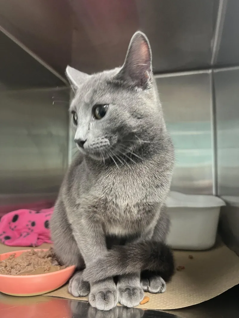 A young medium-sized female Gray / Blue / Silver Domestic Short Hair cat named Newbie for adoption in Trenton, NJ